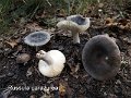 Russula parazurea-amf1647